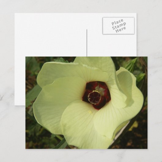 Okra Bloom Postcard Postkarte (Vorne/Hinten)