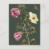 Okra Postkarte (Vorderseite)