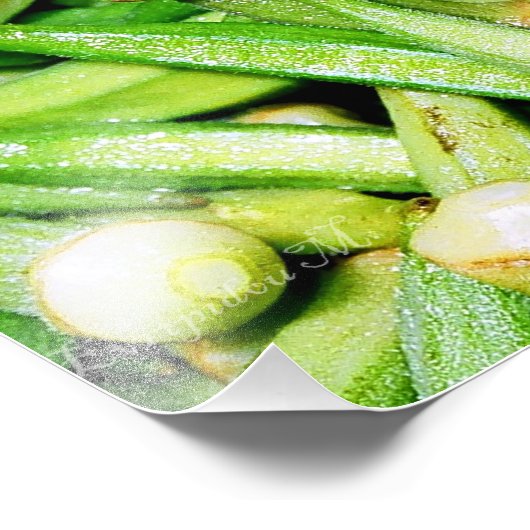 Okras grünes Gemüse Foto (Ecke)