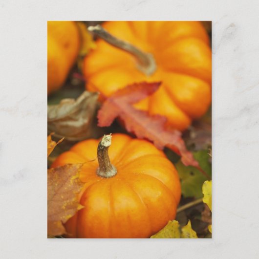 Oktober-Design Postkarte (Vorderseite)