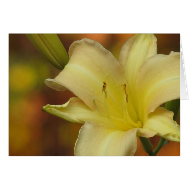 Oktober Lily (Vorderseite (Horizontal))
