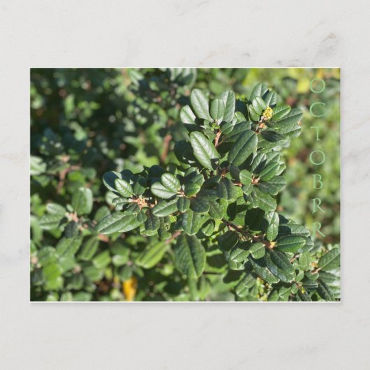 OKTOBER POSTKARTE (Vorderseite)