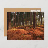 Oktoberlicht Postkarte (Vorne/Hinten)