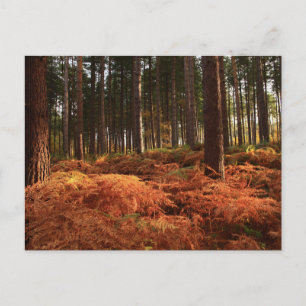 Oktoberlicht Postkarte