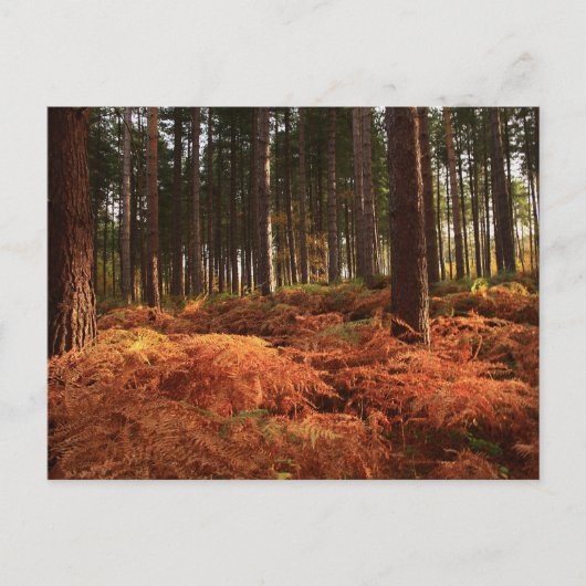 Oktoberlicht Postkarte (Vorderseite)