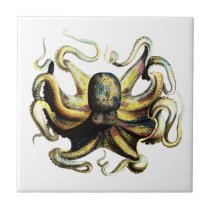Oktopus Fliese
