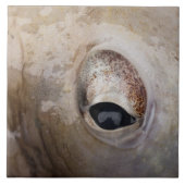 Oktopus Fliese (Vorderseite)