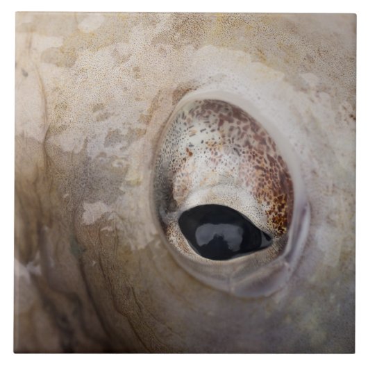 Oktopus Fliese (Vorderseite)