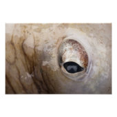 Oktopus Fotodruck (Vorne)