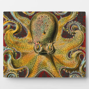 Oktopus Fotoplatte