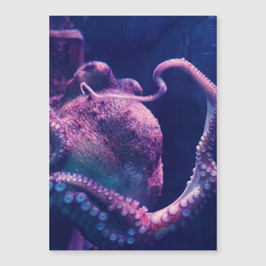Oktopus Magnetkarte (Vorderseite)