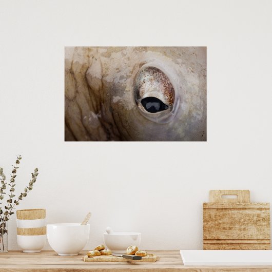 Oktopus Poster (Küche)