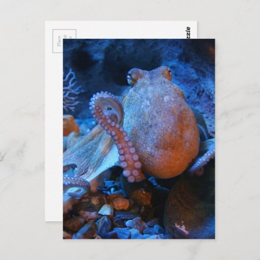 Oktopus Postkarte (Vorne/Hinten)