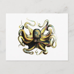 Oktopus Postkarte