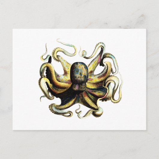 Oktopus Postkarte (Vorderseite)
