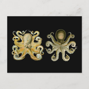 Oktopus Postkarte