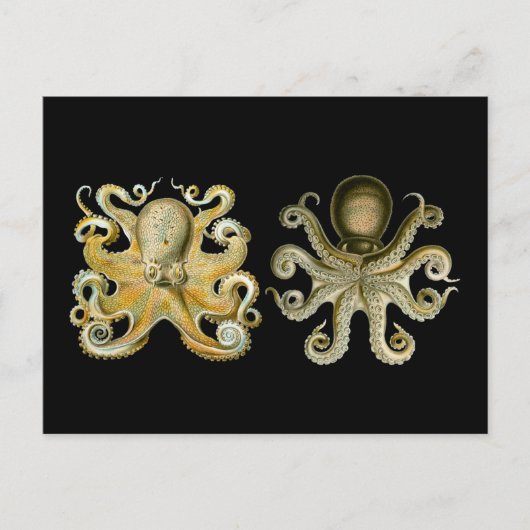 Oktopus Postkarte (Vorderseite)