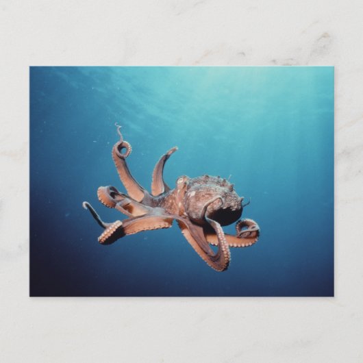 Oktopus Postkarte (Vorderseite)