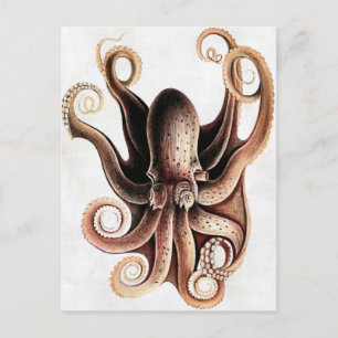 Oktopus Postkarte