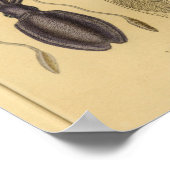 Oktopus Tintenfisch Nautilus Vintag Illustration P Poster (Ecke)