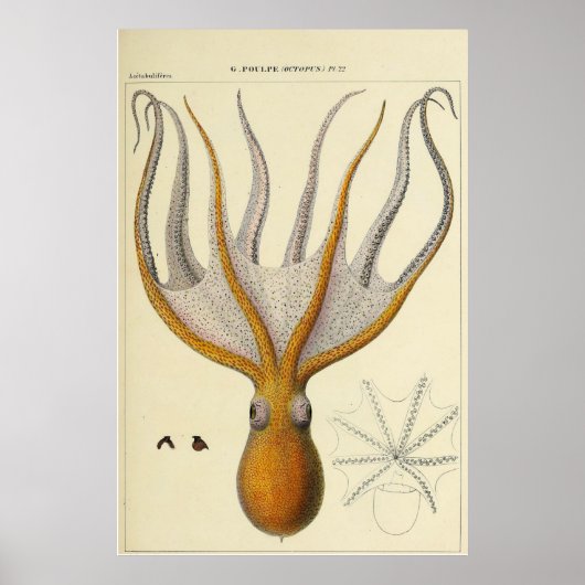 Oktopus Vintage Zoologische Skizze Poster (Vorne)
