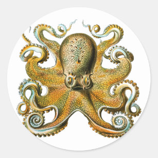 Oktopus Zeichnend Vintage Tentakel Runder Aufkleber
