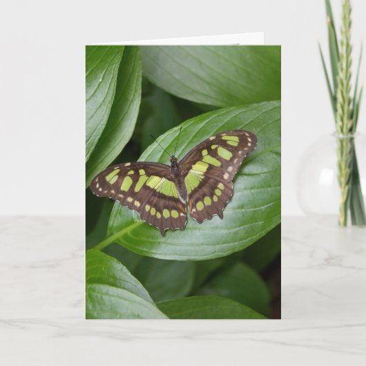 Olbrich Schmetterling 2 Karte (Vorderseite)