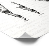 Old Anatomy Art Muscles of the Hand and Wrist Poster (Ecke)