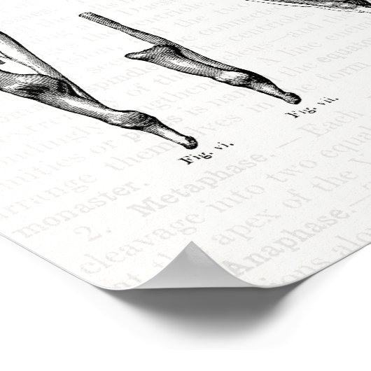 Old Anatomy Art Muscles of the Hand and Wrist Poster (Ecke)