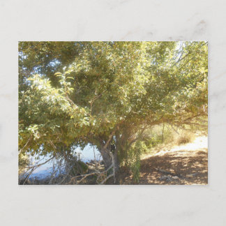 Old Apple Tree Bush Western Australien Postcard Feiertagspostkarte