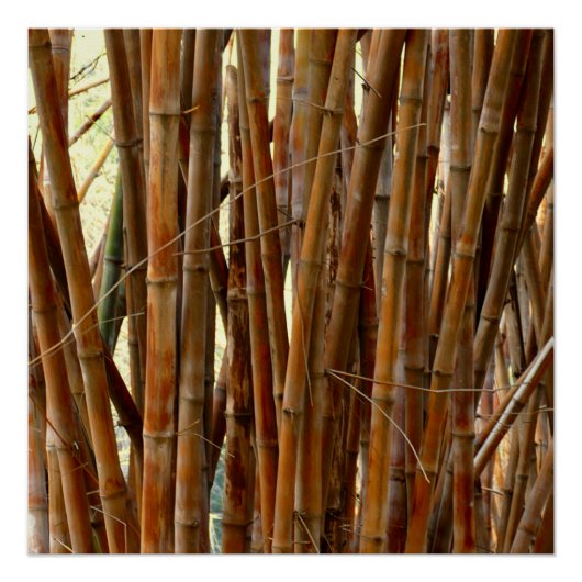 Old Bamboo Poster (Vorderseite)
