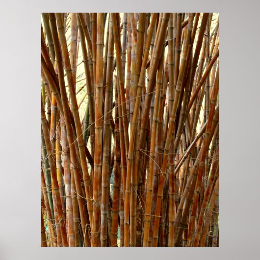 Old Bamboo Poster (Vorne)