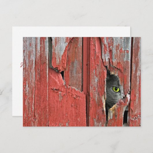 Old Barn Cat Postkarte (Vorne/Hinten)