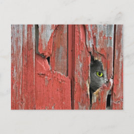Old Barn Cat Postkarte