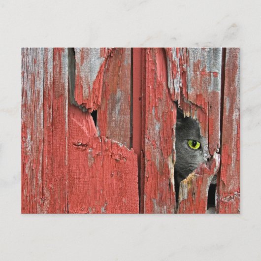 Old Barn Cat Postkarte (Vorderseite)