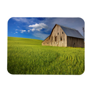 Old Barn in Field of Spring Wheat Magnet