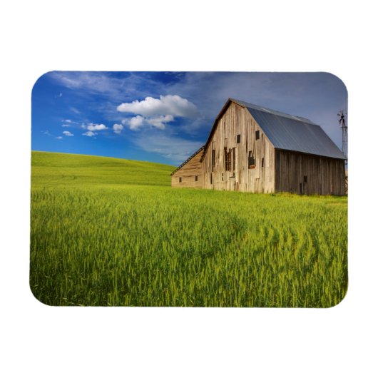 Old Barn in Field of Spring Wheat Magnet (Horizontal)