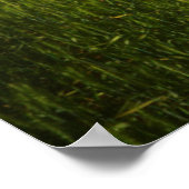 Old Barn in Field of Spring Wheat Poster (Ecke)