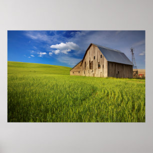 Old Barn in Field of Spring Wheat Poster