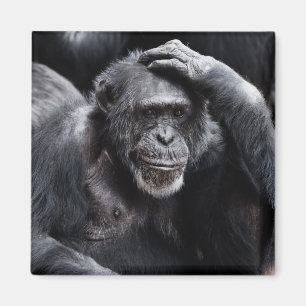 Old Chimpanzy Magnet