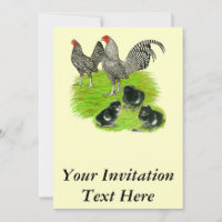 Old English Barred Bantam Family