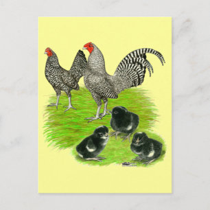 Old English Barred Bantam Family Postkarte