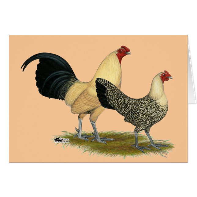 Old English Cream Buttercups (Vorderseite (Horizontal))