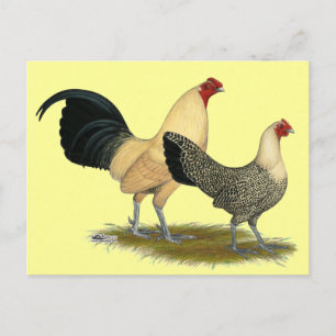 Old English Cream Buttercups Postkarte