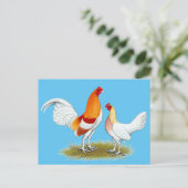 Old English Game Bantam:  Red Pyle Postkarte (Stehend Vorderseite)