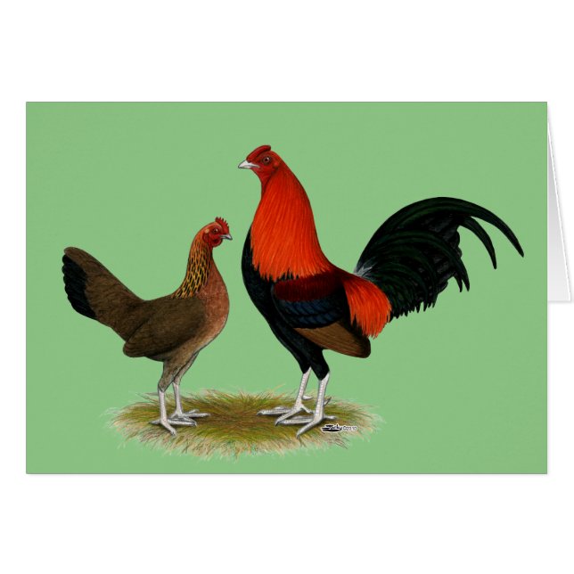 Old English Game Bantams: BB Red Pair (Vorderseite (Horizontal))