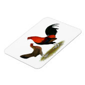 Old English Game Bantams: BB Red Pair Magnet (Linke Seite)