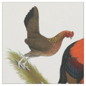 Old English Game Bantams: BB Red Pair Stoff (Nahaufnahme)