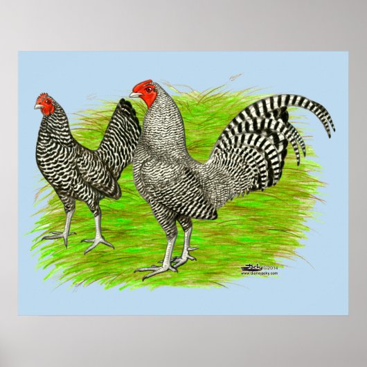 Old English Game Barred Chickens Poster (Vorne)