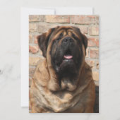 old english Mastiff Einladung (Vorderseite)